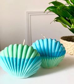 two blue and green seashells sitting next to a potted plant