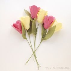 three pink and yellow flowers with green leaves on white background, closeup shot from above