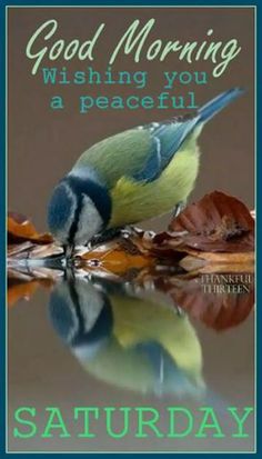 a blue and green bird sitting on top of a leaf covered ground with the words, good morning wishing you a peaceful saturday