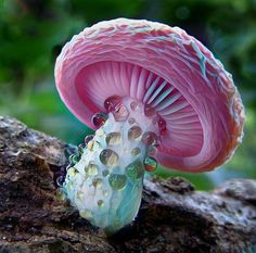 a close up of a pink mushroom on a tree branch with water droplets all over it