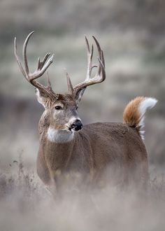 a close up of a deer with antlers on it's head