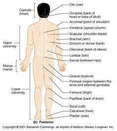 the anatomy of the human body with labels on each side and labeled in text below