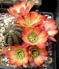 three orange flowers are in a pot on the ground next to some rocks and gravel