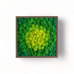 an aerial view of green trees in a square wooden frame on a white wall background