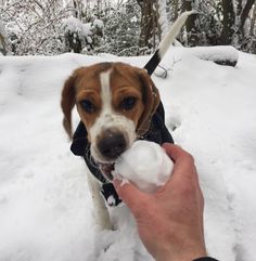 a dog is playing with a snowball in the snow