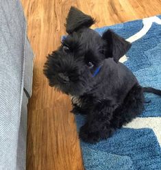 a small black dog sitting on top of a blue rug