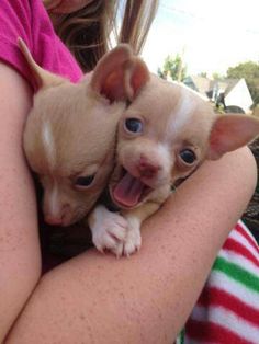 two small chihuahua puppies are being held by a woman in a pink shirt and striped blanket