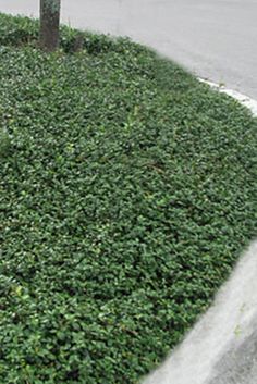 a fire hydrant sitting on the side of a road next to a green bush