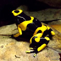 a yellow and black frog sitting on top of a rock