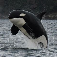 an orca jumping out of the water