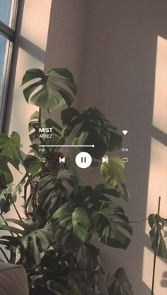 a plant in front of a window with an mp3 player on it's screen