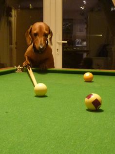 a brown dog laying on top of a green pool table next to two yellow balls