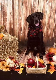 a black dog sitting in front of a basket full of apples and hay with fall leaves around it