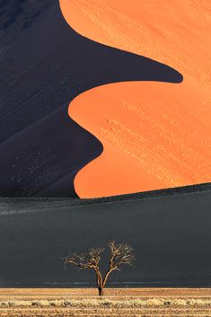 a lone tree stands in the middle of an empty field with sand dunes behind it