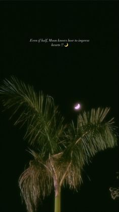 a palm tree with the moon in the background