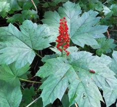 a plant with red berries growing on it's leaves in the forest, surrounded by green foliage