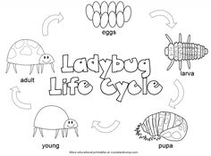 the ladybug life cycle worksheet for kids to learn how to draw