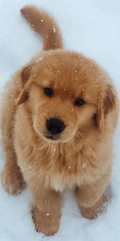 a brown puppy standing in the snow with it's head turned to the side