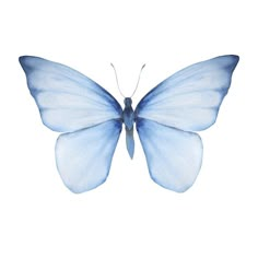 a blue butterfly is flying in the air