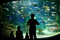 people looking at fish in an aquarium with many different colors and sizes on the tank