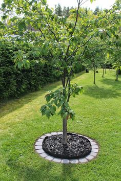 a small tree is growing in the middle of a garden