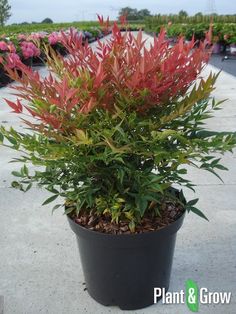 a potted plant with red and green leaves on the ground next to other plants