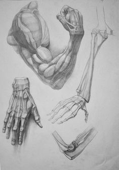 a pencil drawing of different types of hands