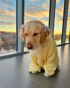 a golden retriever dog wearing a yellow sweater looking at the camera while sitting in front of a window