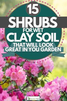 pink flowers with the title 15 shrubs for wet clay soil that will look great in you garden