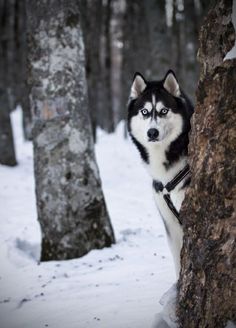 a husky dog standing next to a tree in the snow