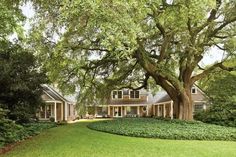 a large tree in front of a house with lots of trees on the side of it