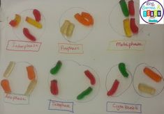 a white board with different types of gummy bears on it and the names of them