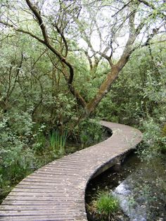 a wooden walkway in the middle of a swampy area with trees and plants on both sides