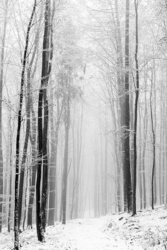 a black and white photo of trees in the woods with snow on the ground around them