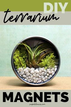 an image of a potted plant with moss and rocks in it that says, diy terrarium magnets