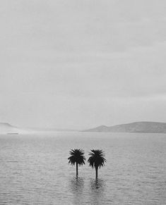 two palm trees in the middle of a body of water with mountains in the background