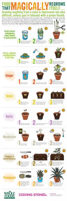 an info poster showing the different types of plants in pots and potted planters