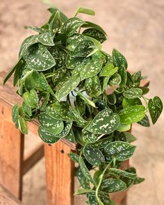 a potted plant sitting on top of a wooden chair