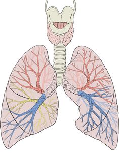 an illustration of the lungs and bronchles