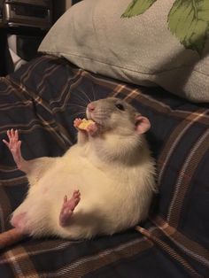 a white rat eating food on top of a bed