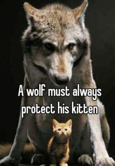 a wolf and kitten sitting next to each other with the caption, a wolf must always protect his kitten