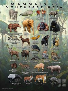 an illustrated poster showing different types of animals in the wild, with names and pictures