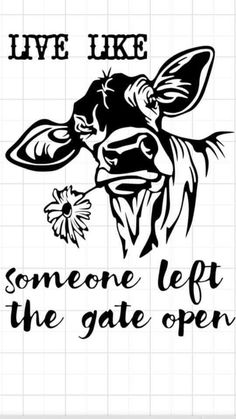 a black and white photo of a cow with the words live like someone left the gate open