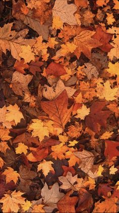 many different colored leaves on the ground