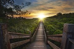 a wooden walkway leading to the top of a lush green hill at sunset or dawn