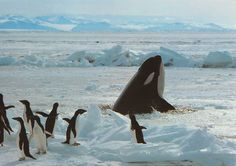 an orca whale jumps out of the water to get into some penguins'mouths