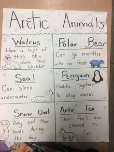 the arctic animals and polar bear worksheet is displayed on a bulletin board with other writing