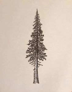 a pencil drawing of a pine tree