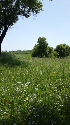 an open field with trees and wildflowers in the foreground