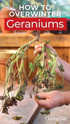 someone is holding up some plants with the title how to overwint geraniums